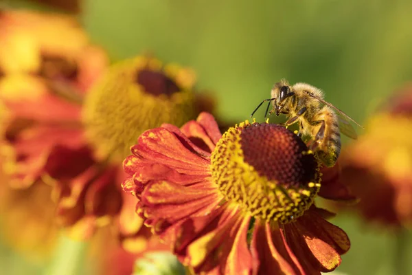 左向きのミツバチの側面図と赤とオレンジの花から蜜を吸います — ストック写真