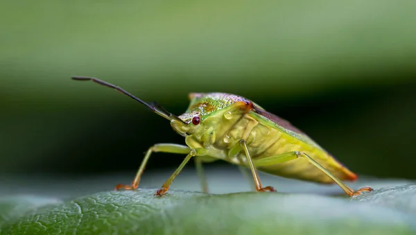 Makro Boční Pohled Hlohu Štít Chyba Sedí Zeleném Listu — Stock fotografie