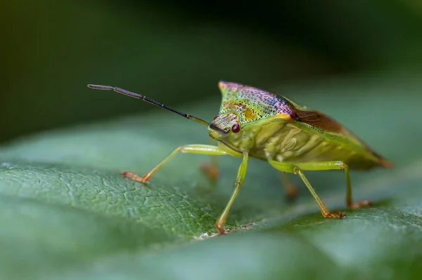 Makro Eines Weißdornschildkäfers Der Auf Einem Grünen Blatt Sitzt — Stockfoto