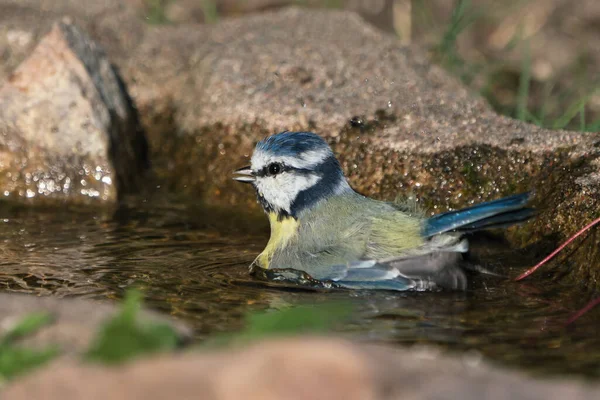 Blue Tit Bird Sitting Natural Looking Birdbath — Stockfoto