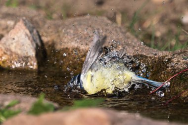 Blue tit bird bathing in a natural looking birdbath with head under water and water spraying from the wings