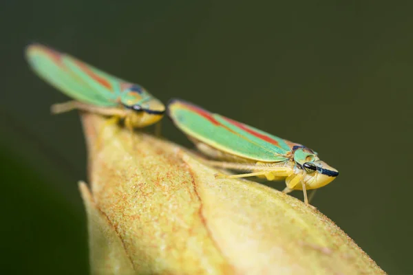 Close Macro Side View Two Rhododendron Leafhoppers Bud — Stock Photo, Image