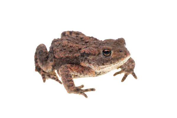 Small Common European Toad Facing Right Seen Obliquely Side Isolated — Stock Photo, Image