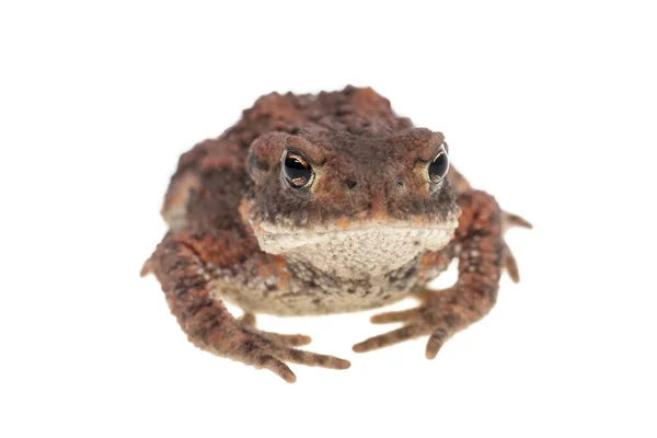 Small Common European Toad Seen Front Isolated White Background — Stock Photo, Image
