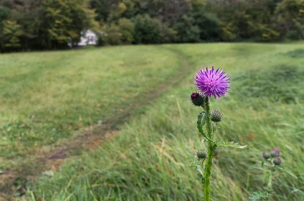 Close Purple Thistle Flower Grass Meadow Trees Background — Stock Photo, Image