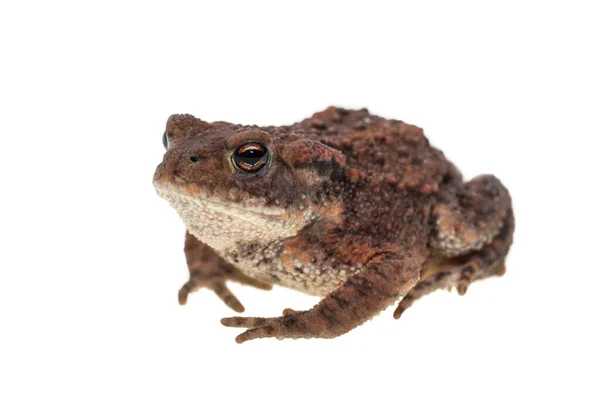 Small Common European Toad Seen Obliquely Side Facing Left Isolated — Stock Photo, Image