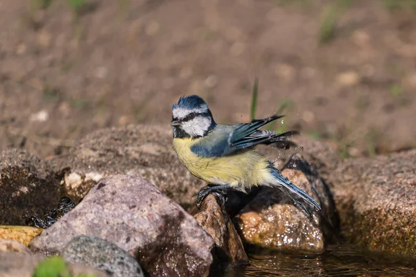 Blue Tit Bird Standing Rock Next Small Pond Stream Shaking —  Fotos de Stock