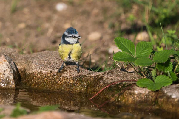 Blue Tit Bird Standing Edge Small Pond Stream Ready Take — Fotografia de Stock