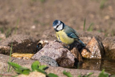 Blue tit bird standing on a rock next to a small pond or stream ready to bath or drink