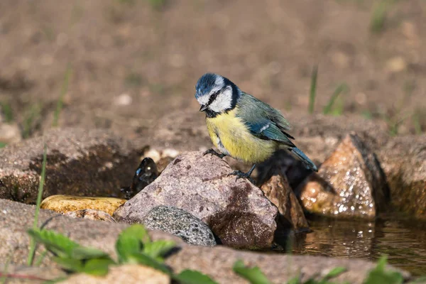 Blue Tit Bird Standing Rock Next Small Pond Stream Ready — Stock fotografie