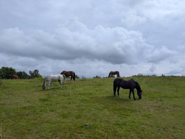 Ön plandaki beyaz ve koyu kahverengi atlar, bulutlu bir gökyüzünün altında yeşil, yuvarlanan bir yamaçta otlarlar. 