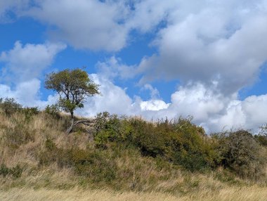 Issız bir ağaç, çalılarla çevrili, kuru, çimenli bir yamaçta duruyor, çarpıcı beyaz ve gri bulutları olan canlı mavi gökyüzüne karşı kurulmuş. 