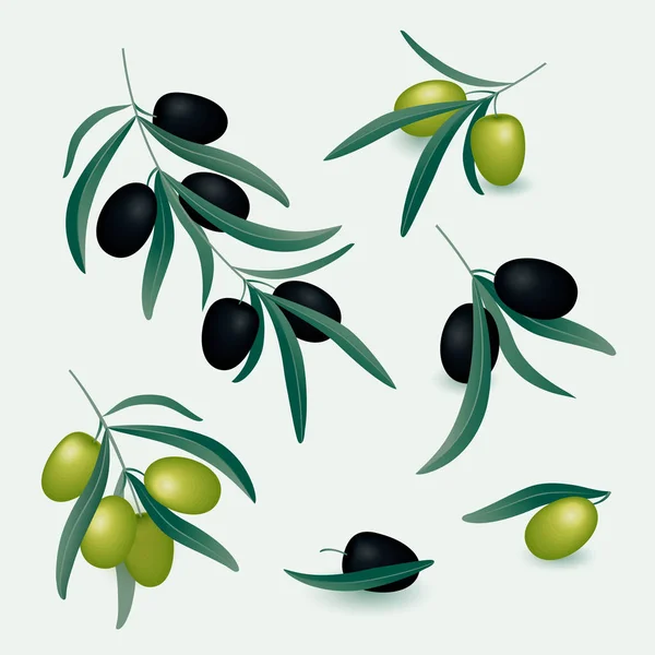 Conjunto Ramas Realistas Olivo Con Aceitunas Negras Verdes Sobre Fondo — Vector de stock