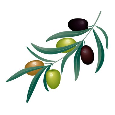 Beyaz arka planda siyah ve yeşil zeytinli zeytin dalları izole edilmiş.