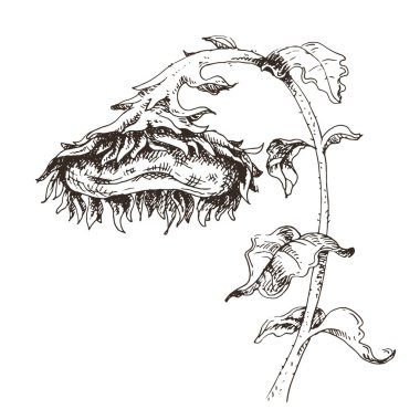 Ayçiçeği eli mürekkep kalemle çizilmiş. Çiçekli bitkisel eskiz. İzole edilmiş tek renkli çiçek elementi. Helianthus 'un taslağını çizdim. Stok vektör illüstrasyonu