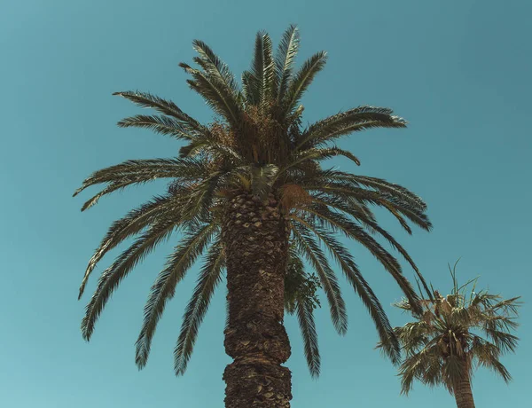 Palm Trees Blue Sky — Stock Photo, Image