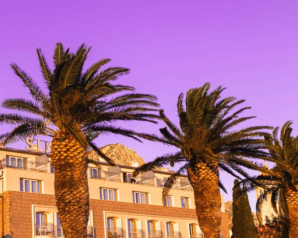 Palm Trees Purple Background — Stock Photo, Image