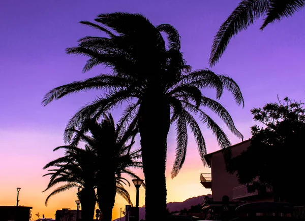 Palm Trees Sunset Purple Background — Stock Photo, Image