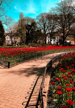 Şaşırtıcı kırmızı çiçekler ve ağaçlar ile Park