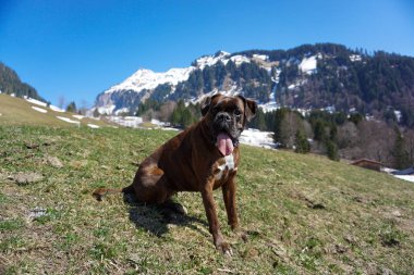 Köpek Alpler'de bir çayırda oturuyor.