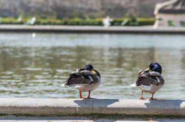 Parkta kuşlar ve su