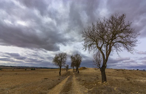 Kışın ağaçların ıssız manzara ve ıssız arazi