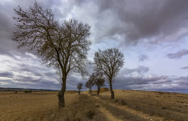 Kışın ağaçların ıssız manzara ve ıssız arazi