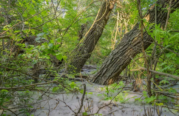 Bahar ormanının iç lerinde altın saatin ışığında yıkanmış iki güçlü ağaç