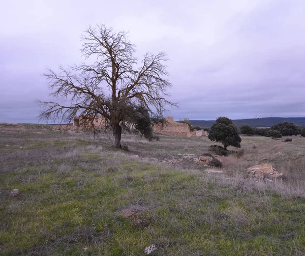 Bir ülke arka plan üzerinde Lonely tree