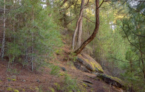 Bir ormanın iç görünümü.