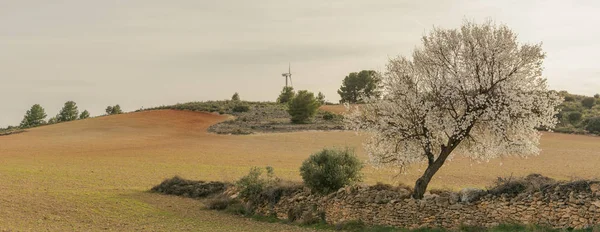 Kırsal kesimde çiçek açan badem ağacı.