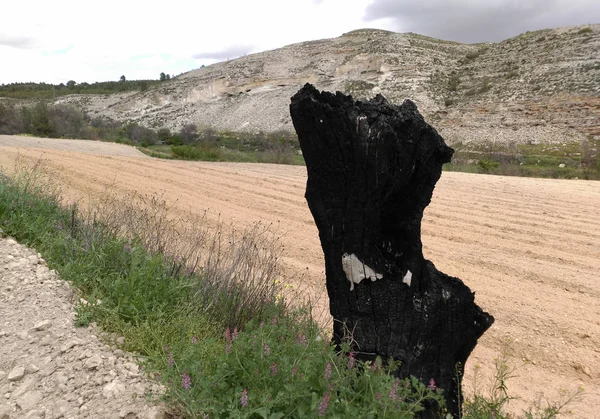 Kırsal bir ortamın ortasında yakılan ağacın gövdesi. 
