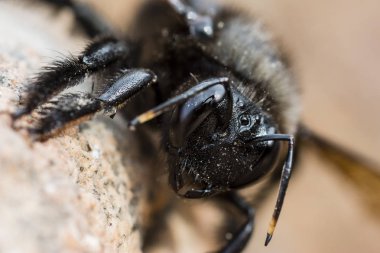 Kahverengi bir bokeh üzerinde siyah bir bumblebee makro fotoğraf.