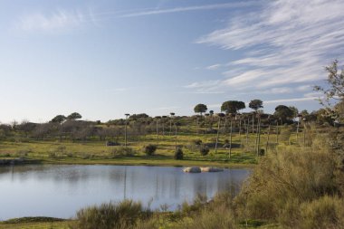 Mavi bir gökyüzü ve bazı beyaz bulut altında yeşil çim engebesi ve ağaçlarla çevrili lagün arka plan.