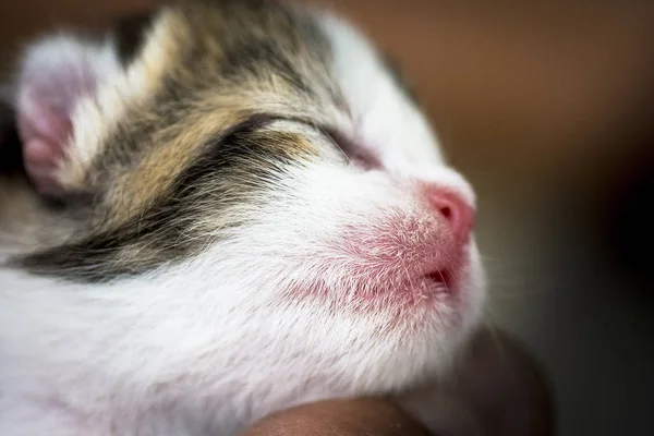 Tüm çerçeveyi işgal eden bir kedi yavrusunun yüzü.