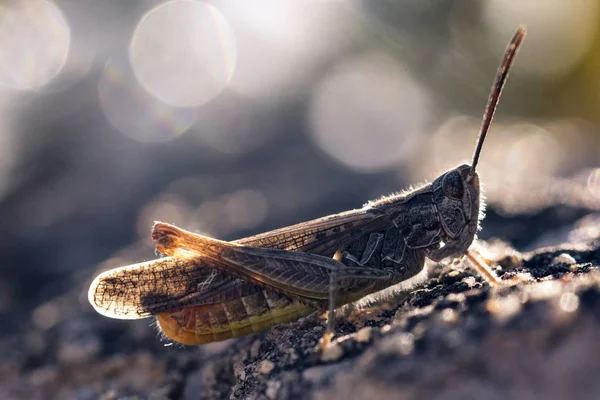 Çekirge defokus arka plan üzerinde.