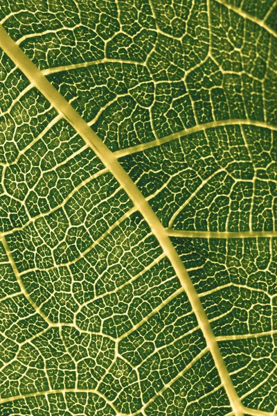 Makro daki bir bitkinin yaprağı.