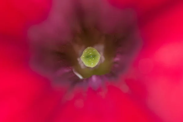 Porosít Bibékből Makró Egy Piros Virág — Stock Fotó