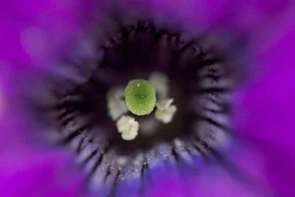 Stamen Pistils Macro Violet Flower — Stock Photo, Image