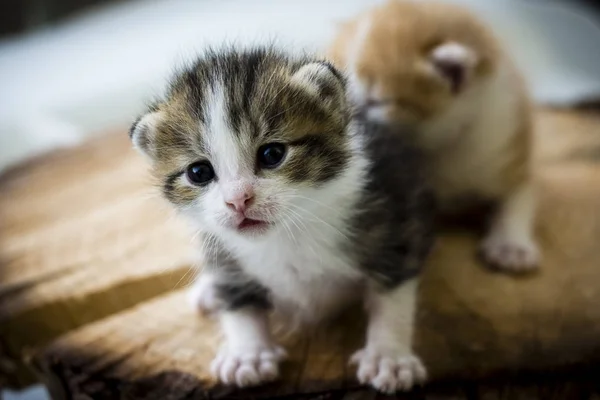 Ahşap ve beyazımsı arka plan ile iki kedi yavrusu.