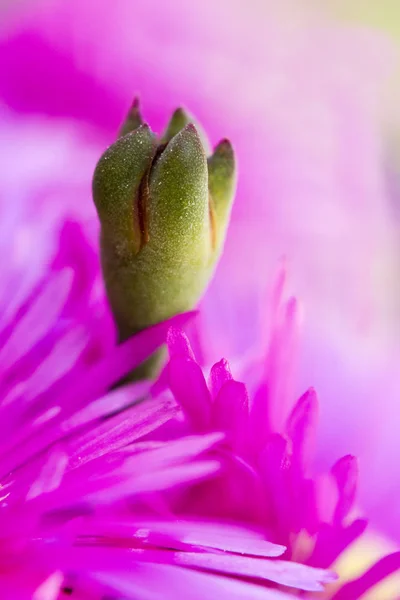 Macro Photography Flower Vivid Pink Tones — Stock Photo, Image