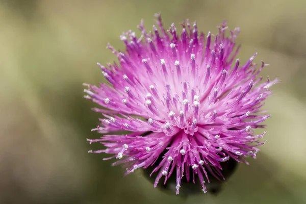 Açık yeşil arka planda makro Devedikeni çiçek.