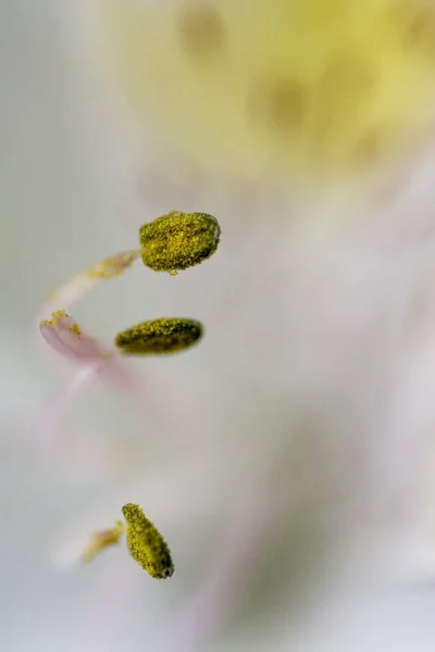 Elde bokeh bazı pistils Makro fotoğrafçılık.