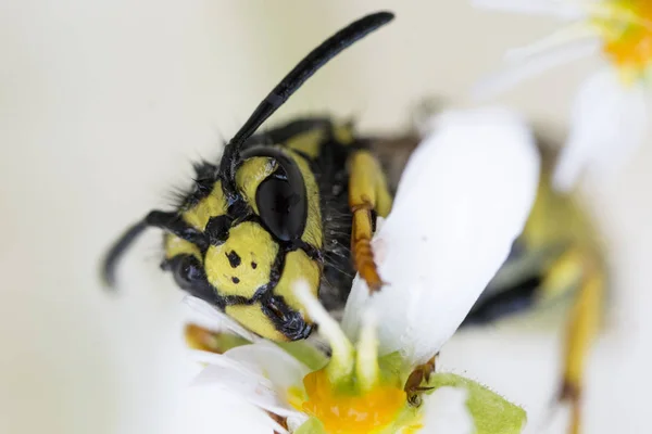 Nektar ve tozlaşma arayışında wasp.