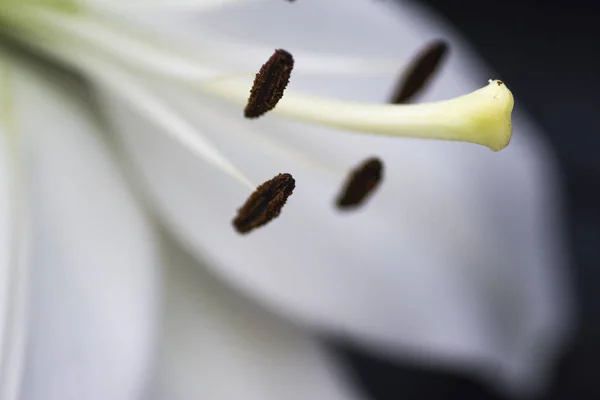 Pistil Stamen Flower Macro Beautiful Background Out Focus White — Stock Photo, Image