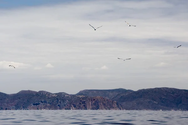 Arka planda dik dağlar ve alan üzerinde uçan kuşlar ile Lacustrine manzara.