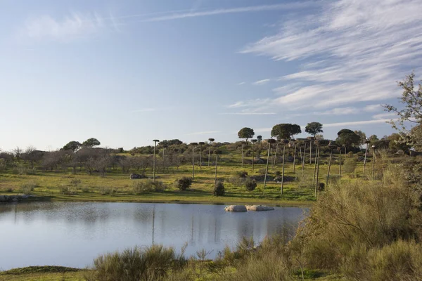 Mavi bir gökyüzü ve bazı beyaz bulut altında yeşil çim engebesi ve ağaçlarla çevrili lagün arka plan.
