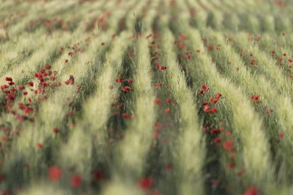 Baharda arpa ve haşhaş tarlası.