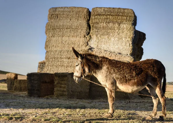 Paketlenmiş arpa önünde bir eşek Rustik görüntü.