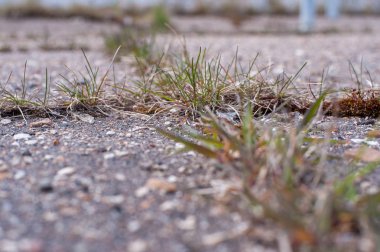 çim asfalt üzerinde yetişir